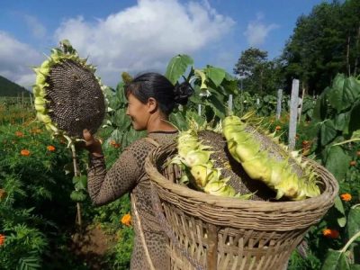 New crop sunflower seeds has started