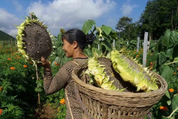 New crop sunflower seeds has started