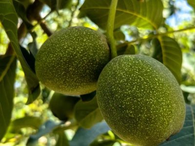 Chinese Walnut is nearly on the market