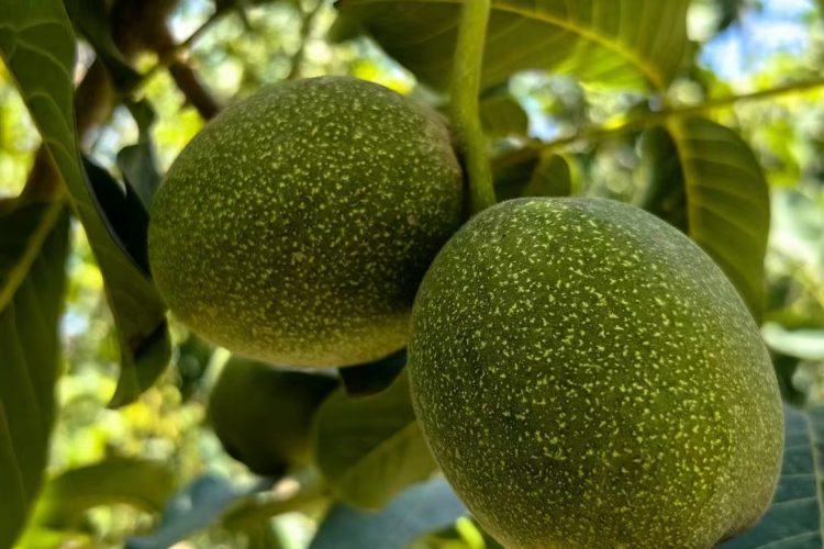 Chinese Walnut is nearly on the market
