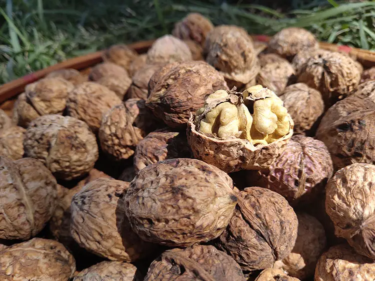 Yunnan walnut comes into the market
